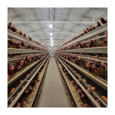 1 वर्ष की गारंटी परत चिकन पिंजरे परेशानी मुक्त खेती के लिए स्वचालित पीनेवाला